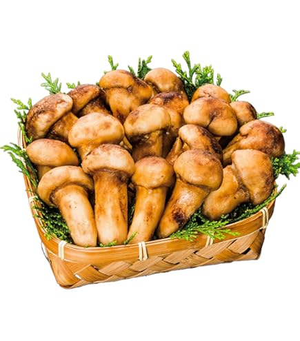 Amazon.co.jp: 快適生活 天然高級 松茸開き 500g/1kg マツタケ